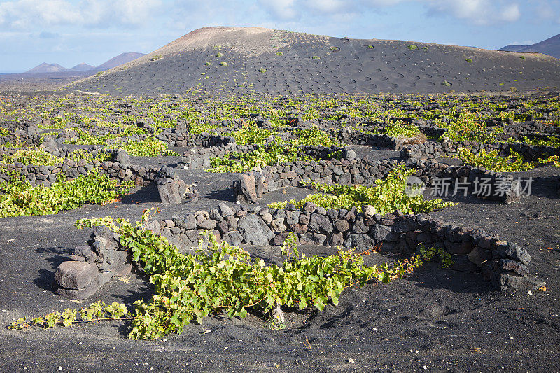 La Geria火山葡萄酒谷